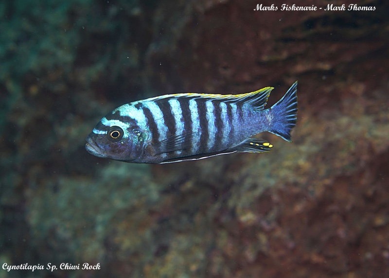 Cynotilapia zebroides 'Chiwi Rocks'